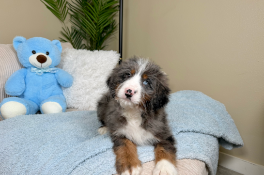 Best Mini Bernedoodle Baby