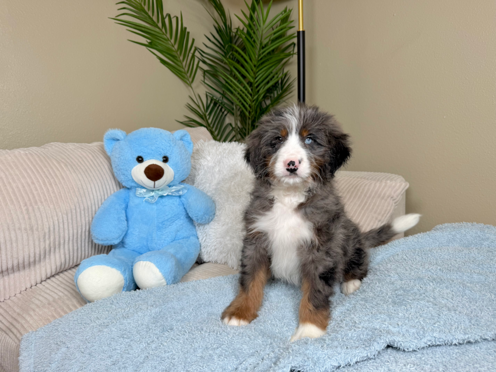 Best Mini Bernedoodle Baby
