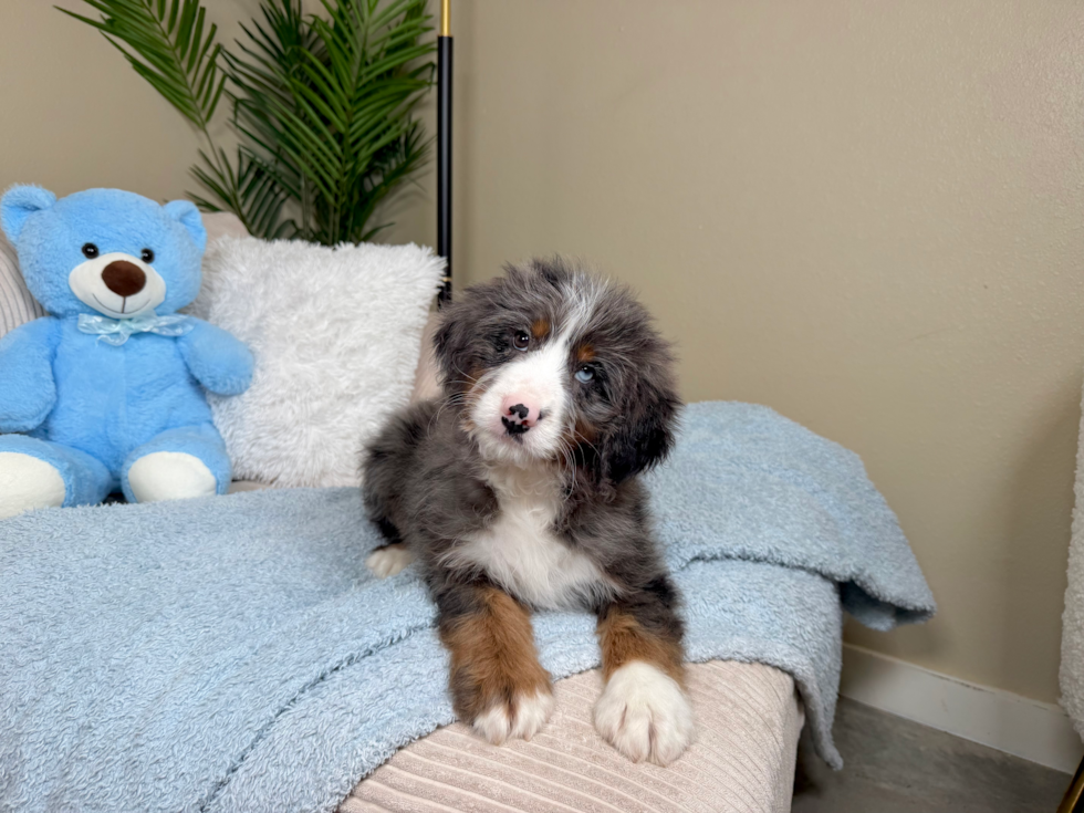 Mini Bernedoodle Puppy for Adoption
