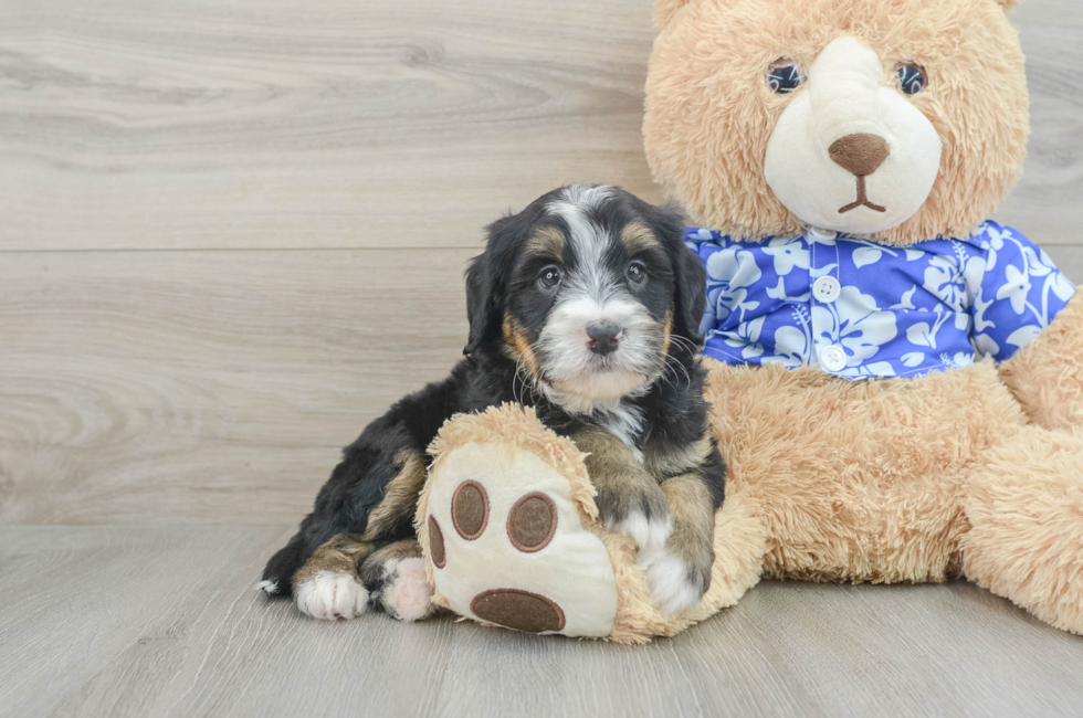 6 week old Mini Bernedoodle Puppy For Sale - Lone Star Pups