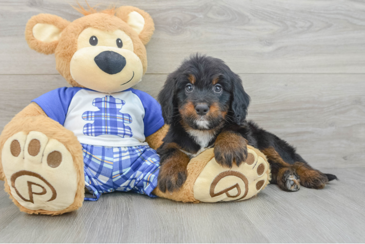 Mini Bernedoodle Pup Being Cute