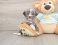 8 week old Mini Bernedoodle Puppy For Sale - Lone Star Pups
