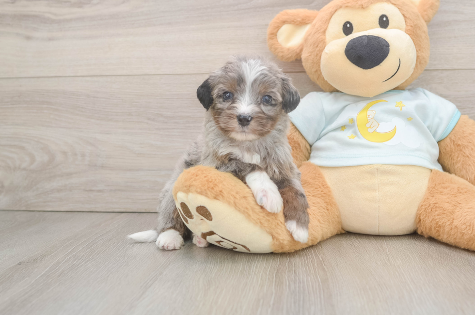 6 week old Mini Bernedoodle Puppy For Sale - Lone Star Pups