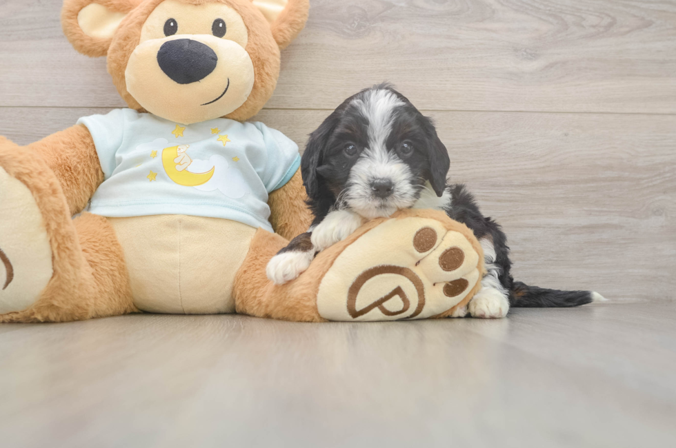5 week old Mini Bernedoodle Puppy For Sale - Lone Star Pups