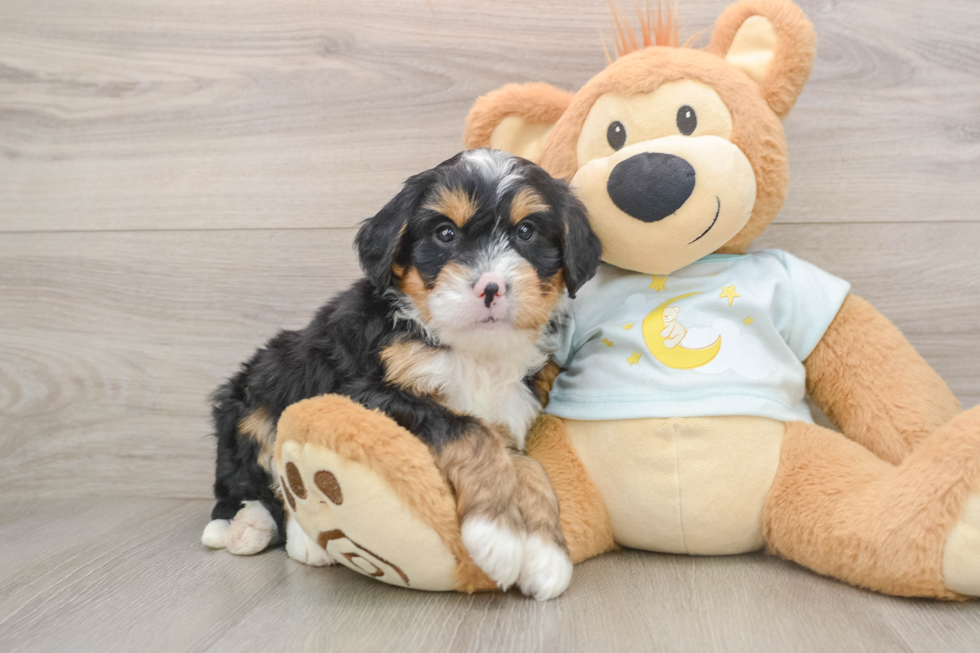 Happy Mini Bernedoodle Baby