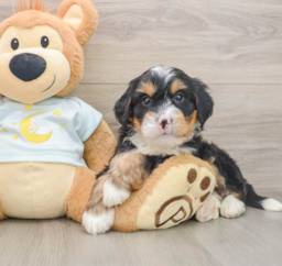 6 week old Mini Bernedoodle Puppy For Sale - Lone Star Pups