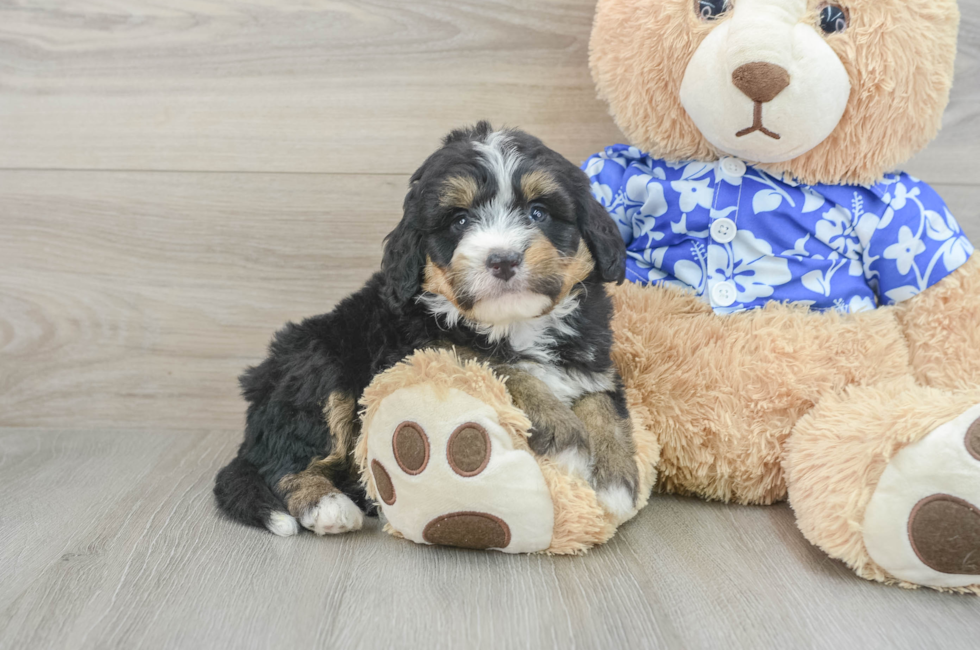 6 week old Mini Bernedoodle Puppy For Sale - Lone Star Pups