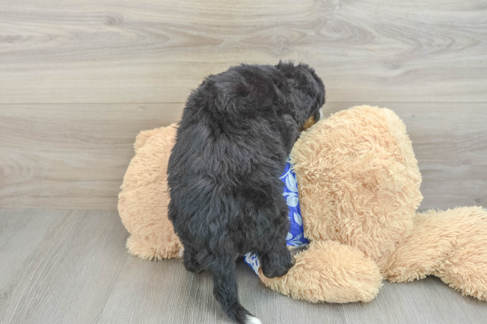 Petite Mini Bernedoodle Poodle Mix Pup