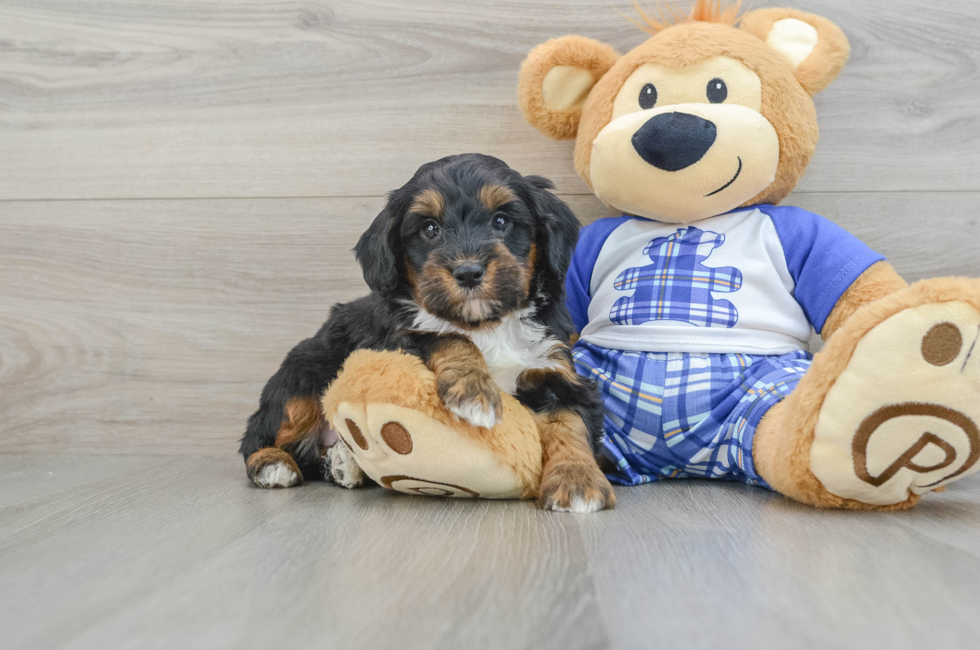 7 week old Mini Bernedoodle Puppy For Sale - Lone Star Pups