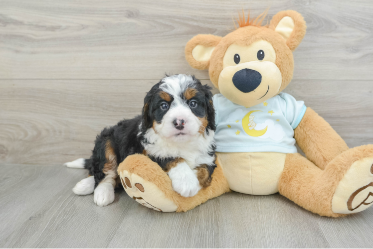 Mini Bernedoodle Pup Being Cute