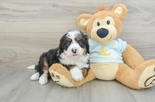 Mini Bernedoodle Pup Being Cute