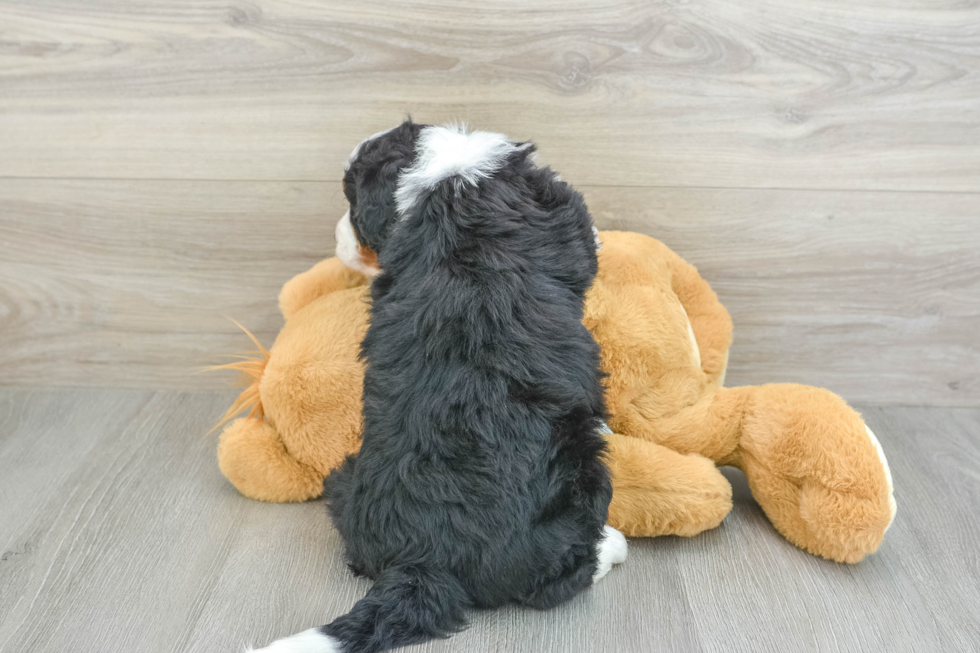 Fluffy Mini Bernedoodle Poodle Mix Pup