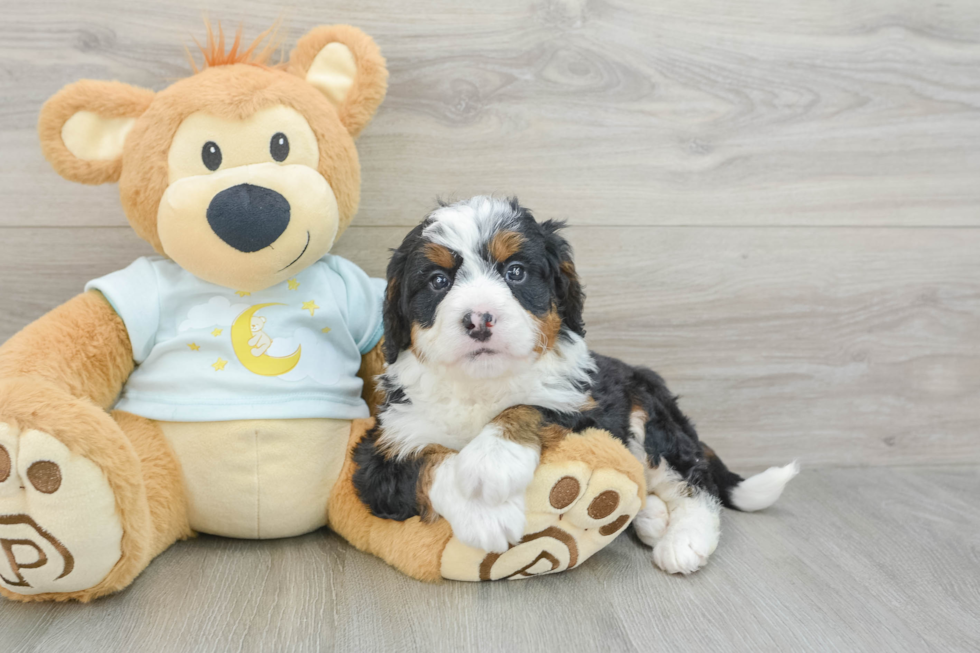 Mini Bernedoodle Puppy for Adoption