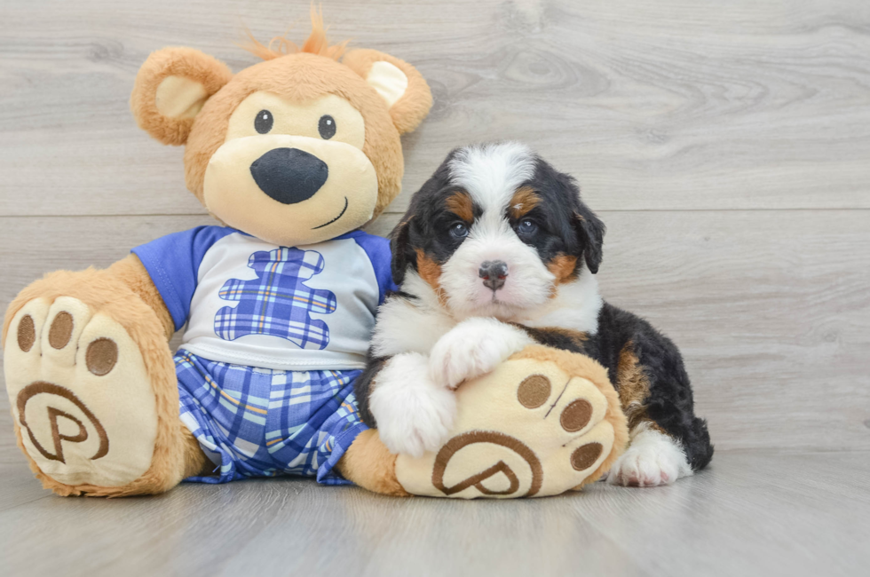 5 week old Mini Bernedoodle Puppy For Sale - Lone Star Pups