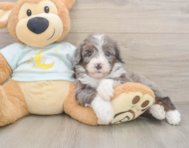 8 week old Mini Bernedoodle Puppy For Sale - Lone Star Pups