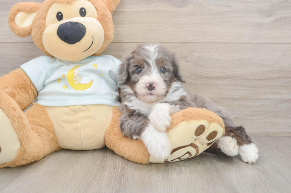 6 week old Mini Bernedoodle Puppy For Sale - Lone Star Pups