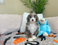 8 week old Mini Bernedoodle Puppy For Sale - Lone Star Pups