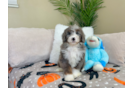 Mini Bernedoodle Puppy for Adoption