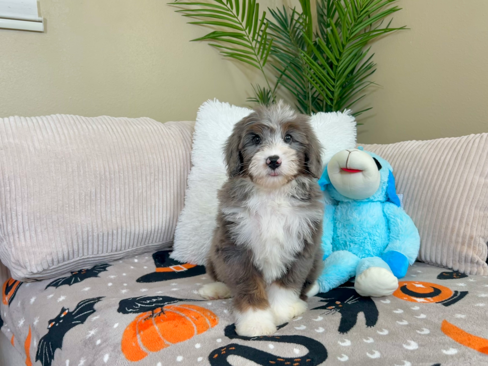 Mini Bernedoodle Puppy for Adoption