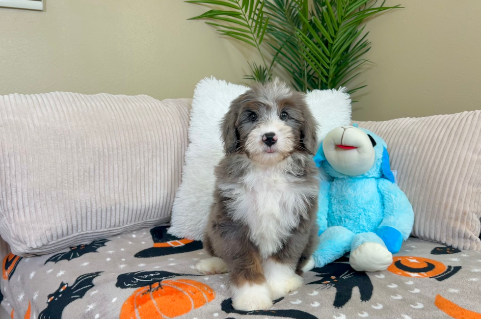 9 week old Mini Bernedoodle Puppy For Sale - Lone Star Pups