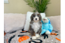 Best Mini Bernedoodle Baby