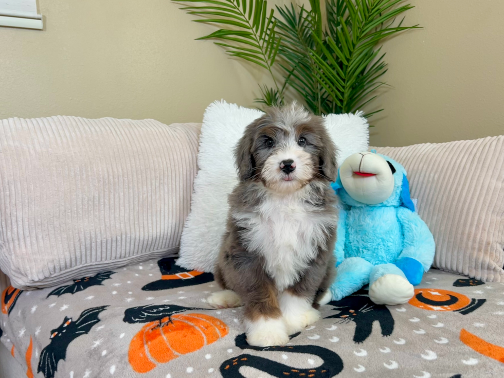 Best Mini Bernedoodle Baby