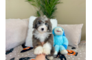 Mini Bernedoodle Pup Being Cute