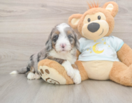 7 week old Mini Bernedoodle Puppy For Sale - Lone Star Pups