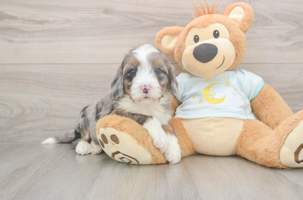 5 week old Mini Bernedoodle Puppy For Sale - Lone Star Pups