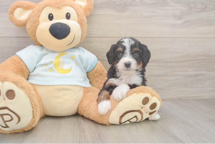 Sweet Mini Bernedoodle Baby