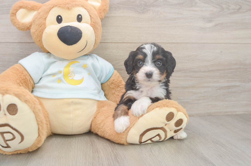 6 week old Mini Bernedoodle Puppy For Sale - Lone Star Pups