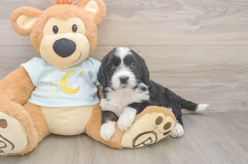 5 week old Mini Bernedoodle Puppy For Sale - Lone Star Pups