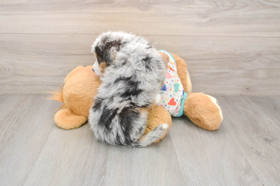 Fluffy Mini Bernedoodle Poodle Mix Pup