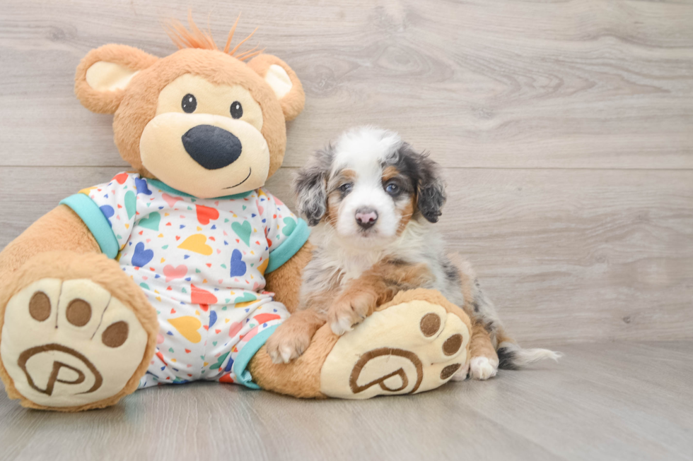 Mini Bernedoodle Pup Being Cute