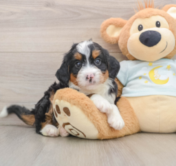 7 week old Mini Bernedoodle Puppy For Sale - Lone Star Pups