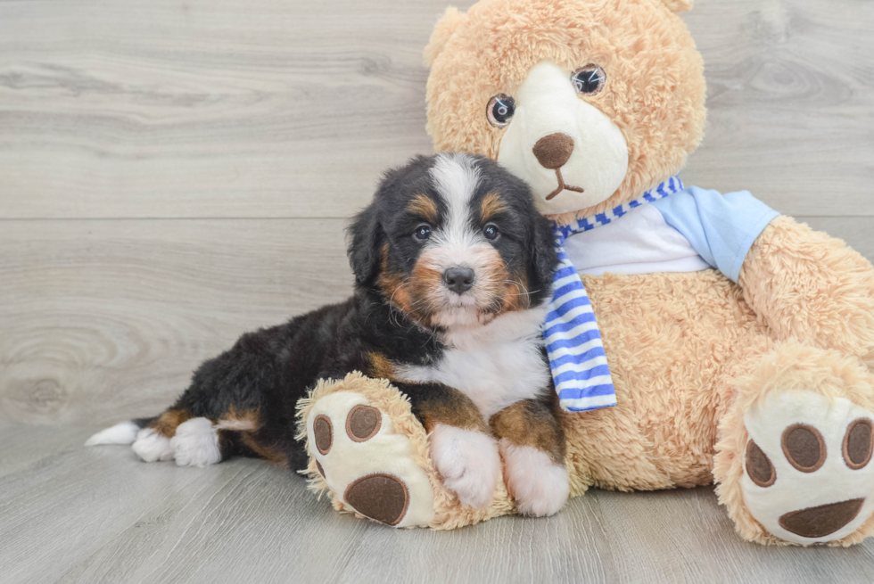Fluffy Mini Bernedoodle Poodle Mix Pup