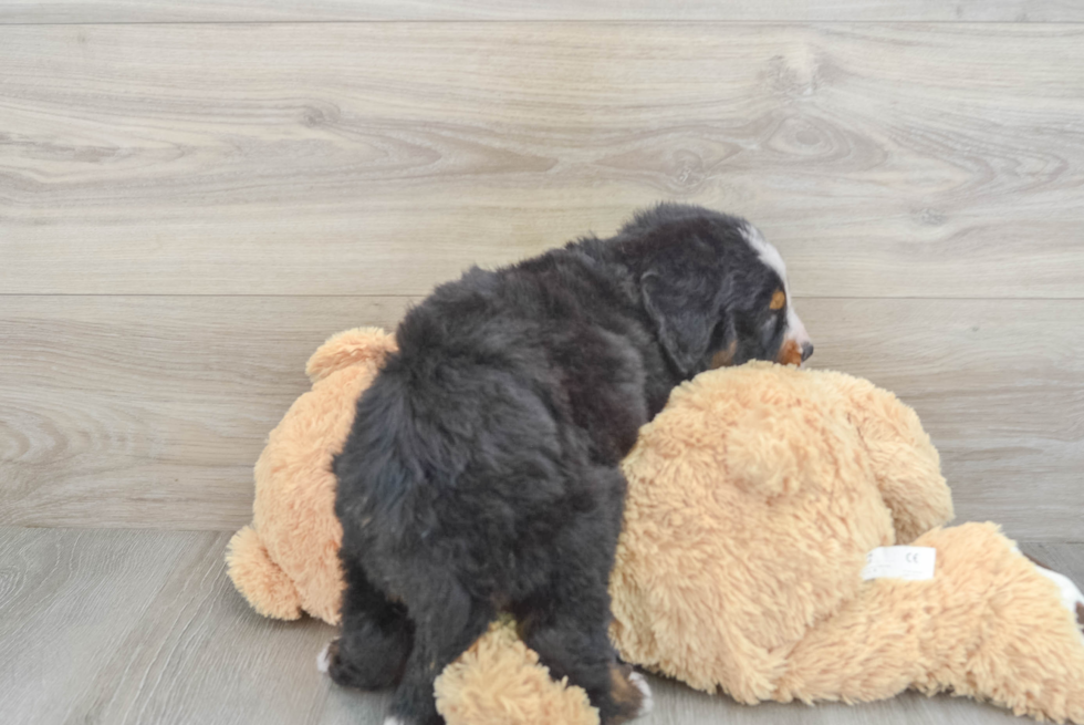 Mini Bernedoodle Pup Being Cute