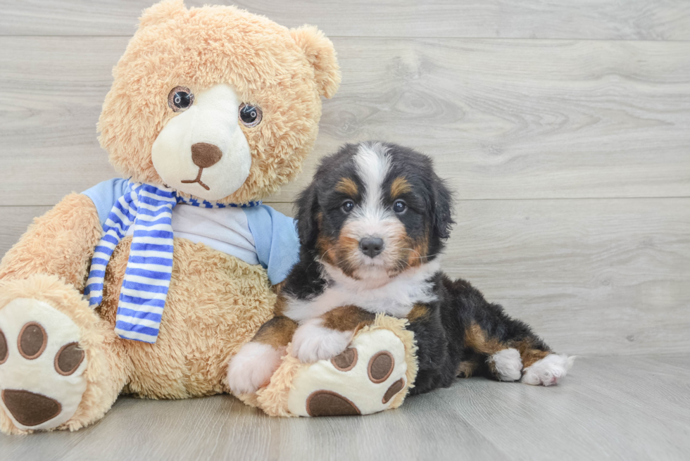 Mini Bernedoodle Puppy for Adoption