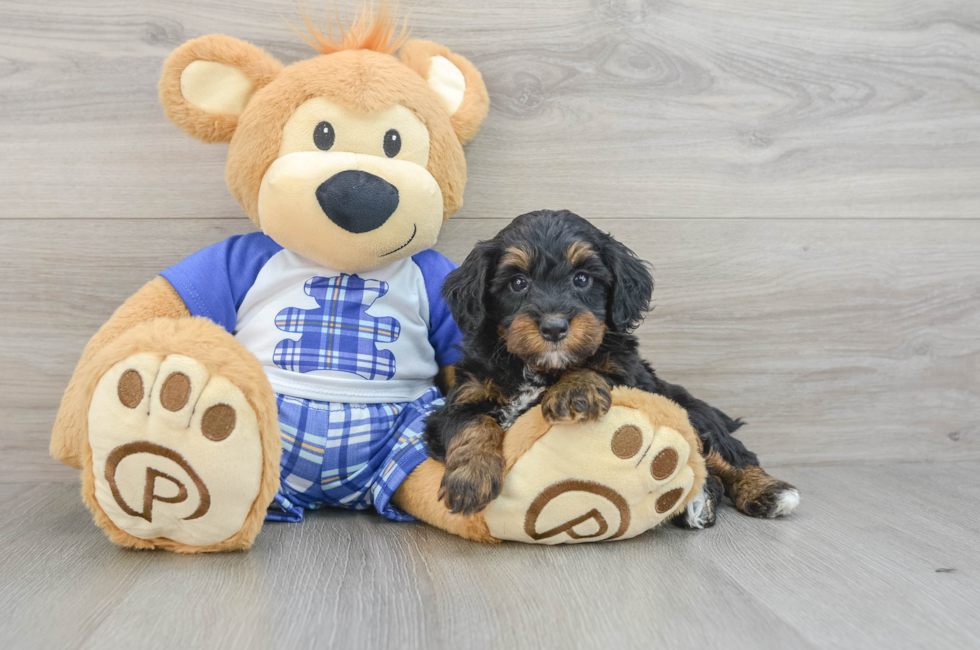 7 week old Mini Bernedoodle Puppy For Sale - Lone Star Pups