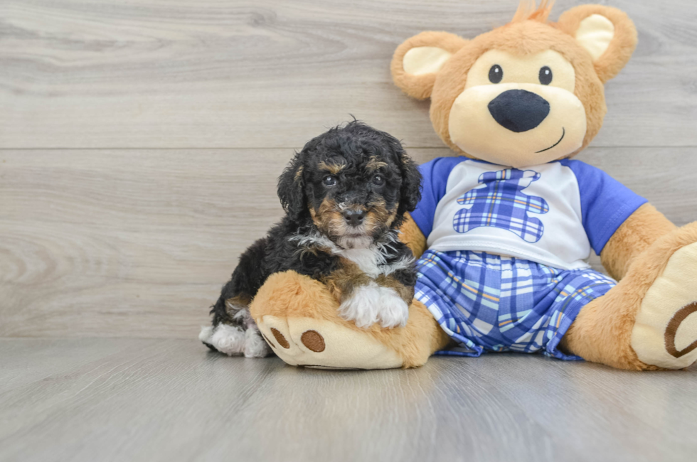 7 week old Mini Bernedoodle Puppy For Sale - Lone Star Pups