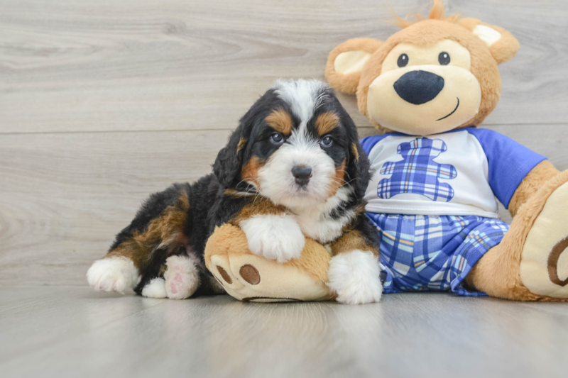 Meet Frank - our Mini Bernedoodle Puppy Photo 1/3 - Lone Star Pups