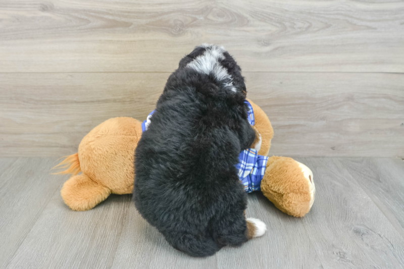 Meet Frank - our Mini Bernedoodle Puppy Photo 2/3 - Lone Star Pups