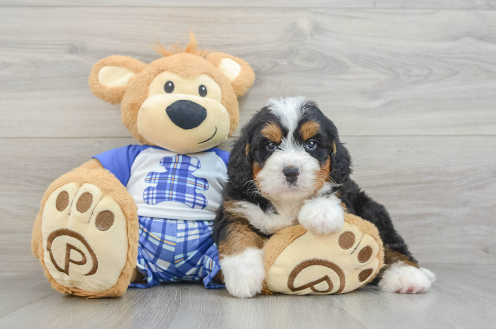 5 week old Mini Bernedoodle Puppy For Sale - Lone Star Pups