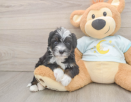 8 week old Mini Bernedoodle Puppy For Sale - Lone Star Pups