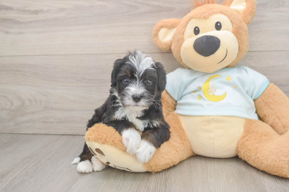 6 week old Mini Bernedoodle Puppy For Sale - Lone Star Pups