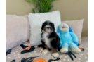 Mini Bernedoodle Pup Being Cute