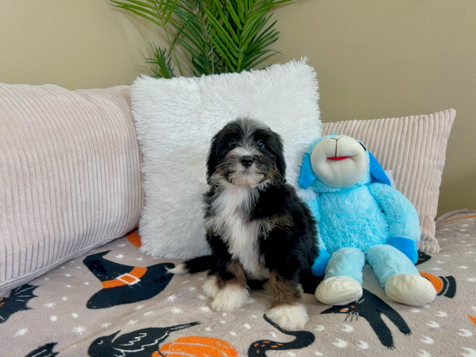 Mini Bernedoodle Pup Being Cute