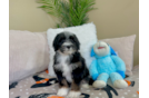 Cute Mini Bernedoodle Poodle Mix Pup