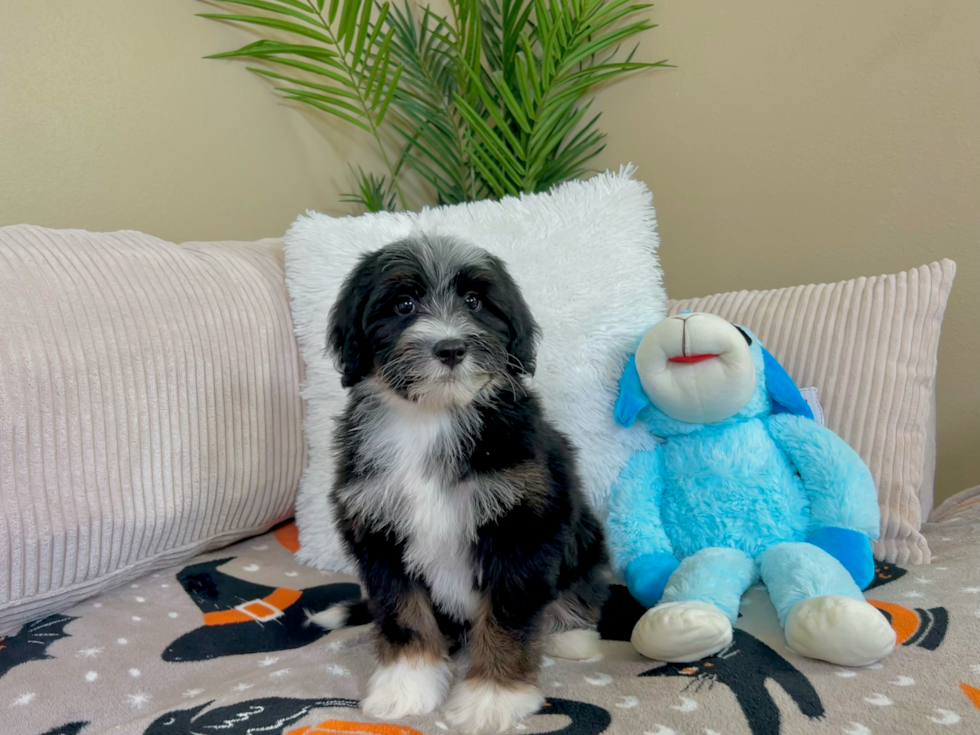 Cute Mini Bernedoodle Poodle Mix Pup