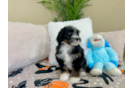 Cute Mini Bernedoodle Poodle Mix Pup